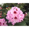 Alppiruusu Rhododendron Viheraarni Royal Butterfly 30-40
