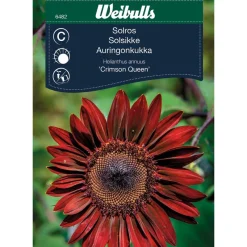 Auringonkukan siemenet Weibulls Crimson Queen
