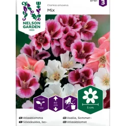 Iso-Silkkikukka Nelson Garden, väriseos, siemenet