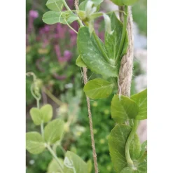 Juuttinaru Nelson Garden, 200m, luonnonväri