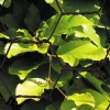 Kudottu verkko Hortus, 25x750mm, 0.7mm, 10m, musta