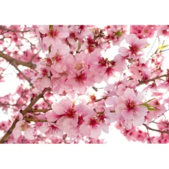 Kuvatapetti Dimex Apple Blossom, 375x250cm, vaaleanpunainen