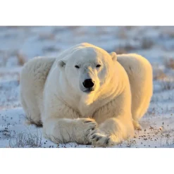 Kuvatapetti Dimex Bear, 375x250cm, valkoinen, eläinkuosi