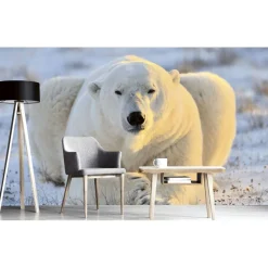 Kuvatapetti Dimex Bear, 375x250cm, valkoinen, eläinkuosi
