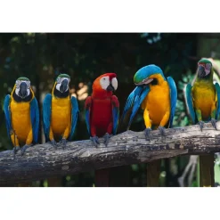 Kuvatapetti Dimex Colourful Macaw, 375x250cm, monivärinen