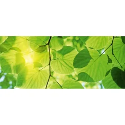 Kuvatapetti Dimex Green Leaves, 375x150cm, vihreä, kasvikuosi
