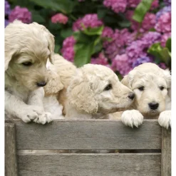 Kuvatapetti Dimex Labrador Puppies, 225x250cm, monivärinen