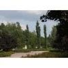 Pylväshaapa Populus tremula Viheraarni Erecta 150-200