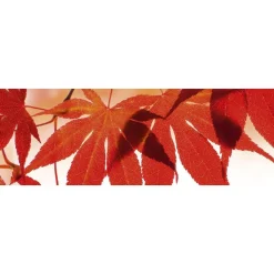 Välitilatarra Dimex Red Leaves, 180-350x60cm