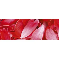 Välitilatarra Dimex Red Petals, 180-350x60cm