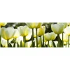 Välitilatarra Dimex White Tulips, 180-350x60cm