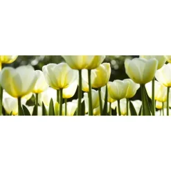 Välitilatarra Dimex White Tulips, 180-350x60cm