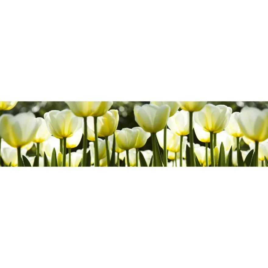 Välitilatarra Dimex White Tulips, 180-350x60cm