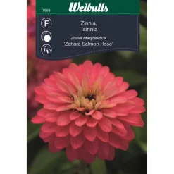 Zinnia Sahara Salmon Rose